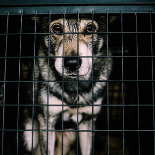 Sad dog in cage