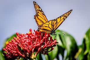 Image by Richard Sagredo