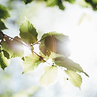 Image by Markus Spiske