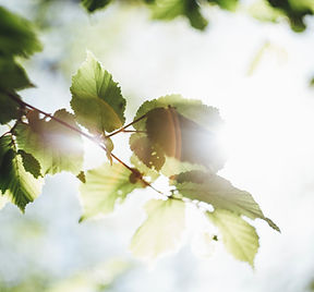 Image by Markus Spiske