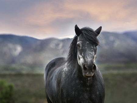 Is Your Horse Underweight on Pasture?