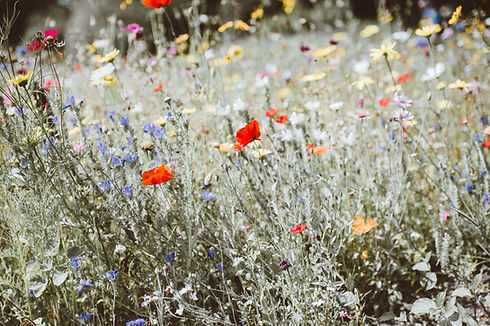 Image by Annie Spratt