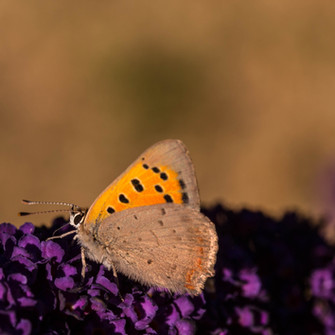 Image by Tom Elegeert