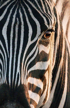 Image by Hans Veth