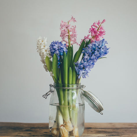 Hyacinth Flower Symbolism and History