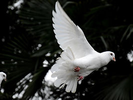 The Role of the Holy Spirit