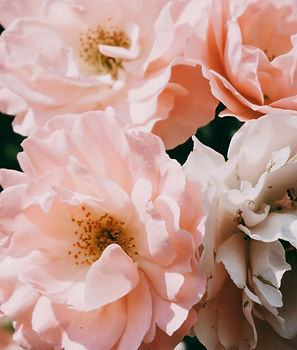 Image by Marina Reich