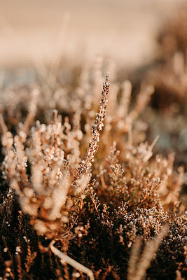 Image by Annie Spratt