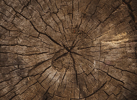 Image by Volodymyr Hryshchenko