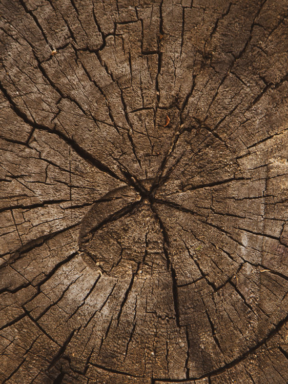 Image by Volodymyr Hryshchenko