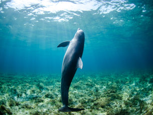 A global call for the oceans: Leading the campaign for ratification of the High Seas Treaty