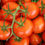 Thumbnail: Tomato