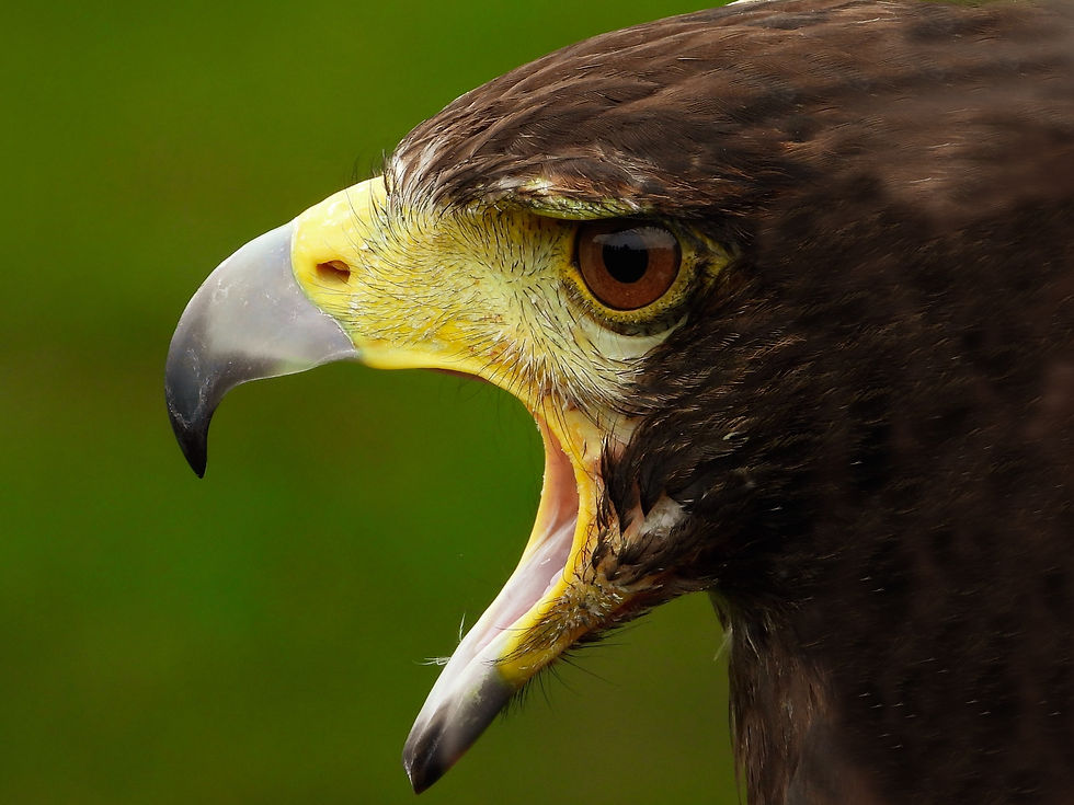 Hawk Walk