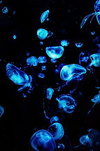 SEA LIFE Sydney Aquarium