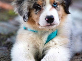 What to expect with a Pet Photo shoot?