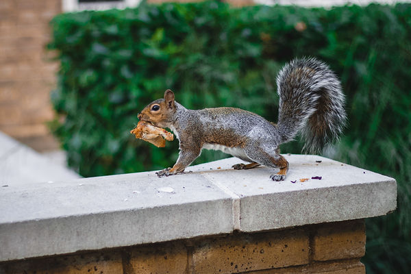 Squirrel Removal