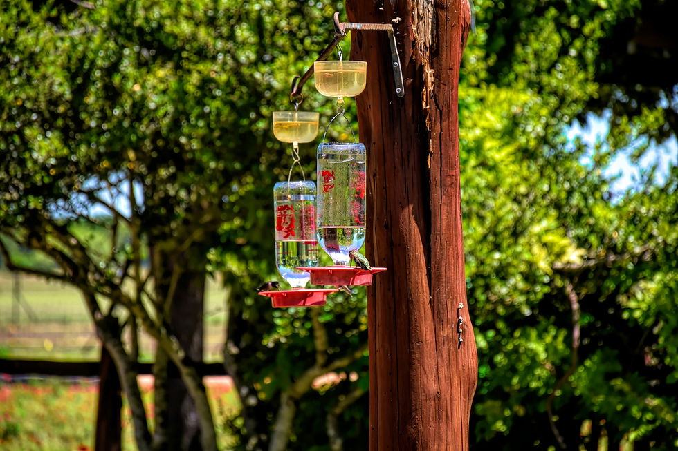 Hummingbirds eating at feeders with ant moats