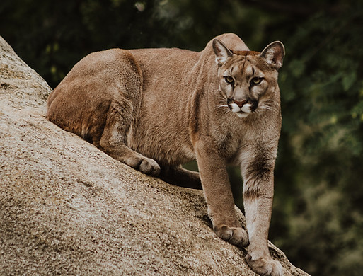 Image by Priscilla Du Preez