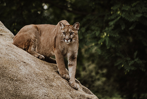 Image by Priscilla Du Preez