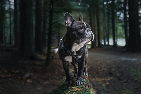 Image by Martin Dalsgaard