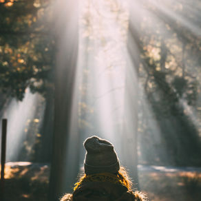 A person in a beanie looks at sunbeams streaming through trees in a forest, creating a serene and contemplative mood.