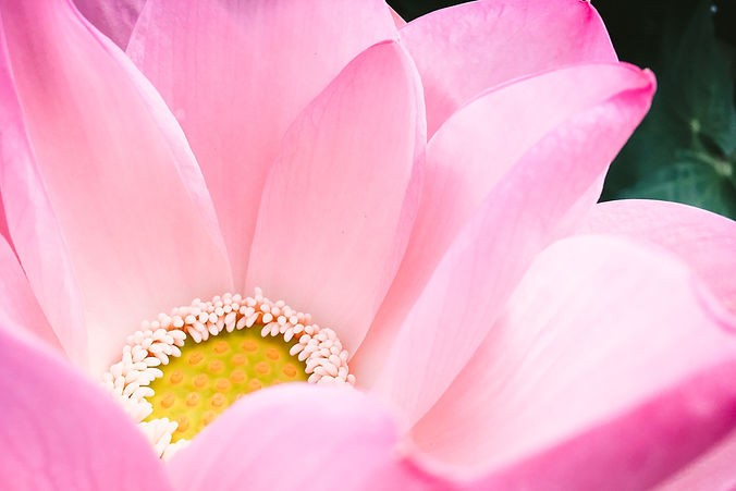 Image by Kumiko SHIMIZU