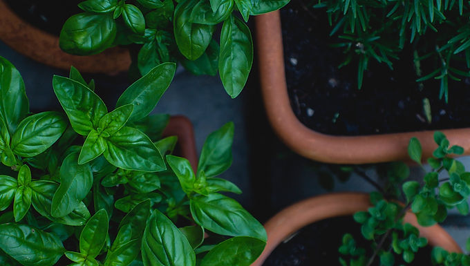 Basil, parsley, thyme & more for fresh flavor every day.