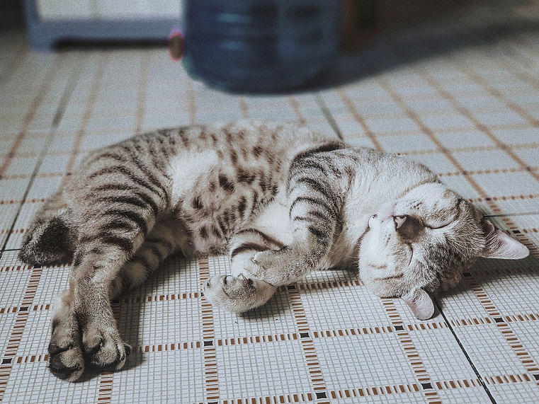 Image by Thien Phu Pham