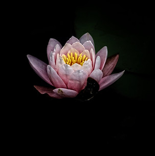 Image by DAVIDCOHEN