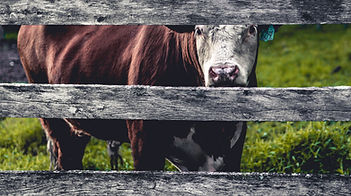 The Boy Who Didn't Know a Horse from a Cow