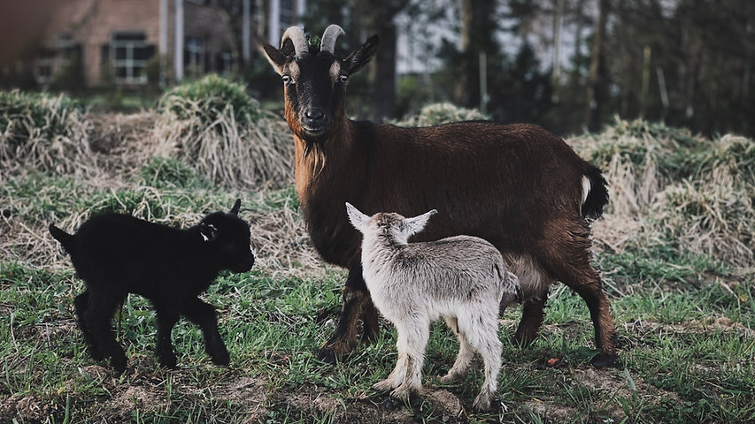 Image by Andrew Stapleton
