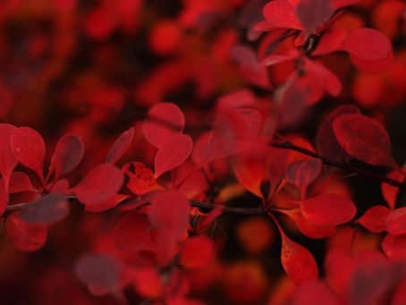 7 Steps to Stability: The Root Chakra