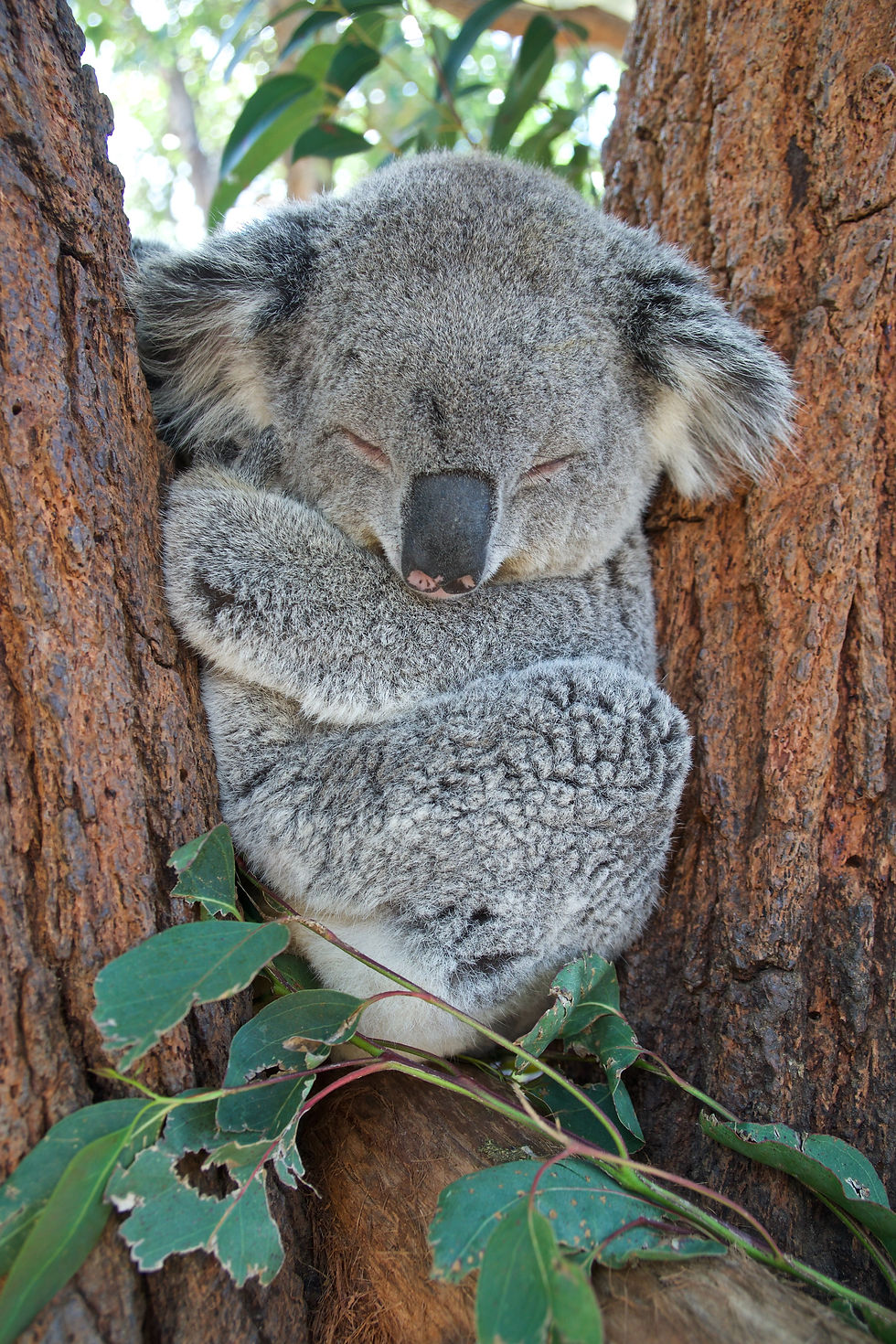 Koala in a tree with eucalyptus and eucalyptus essential oil