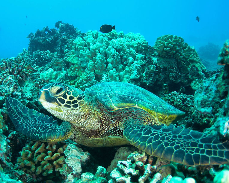 seaturtle on a reef