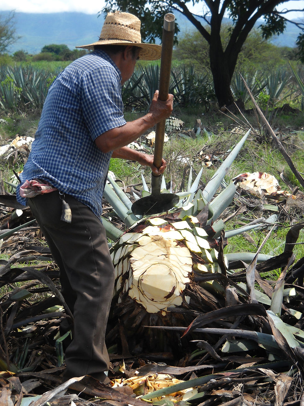 Agave wird geerntet