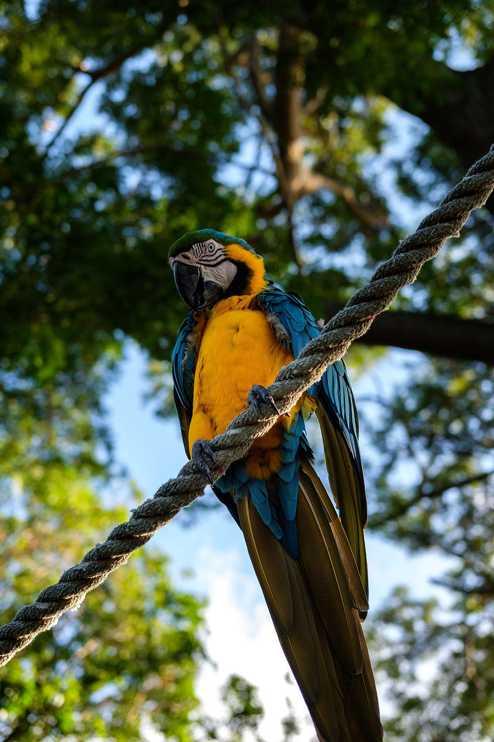 Tropical parrot in Guadeloupe nature Caribbean