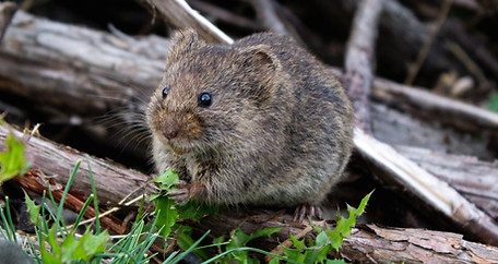 A wild rat eating a plant on some fallen wood