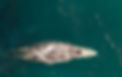 Gray whale