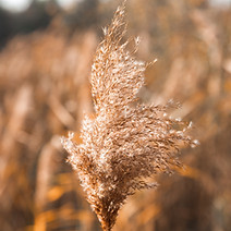 Image by Volodymyr Hryshchenko