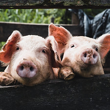 Image by Kenneth Schipper