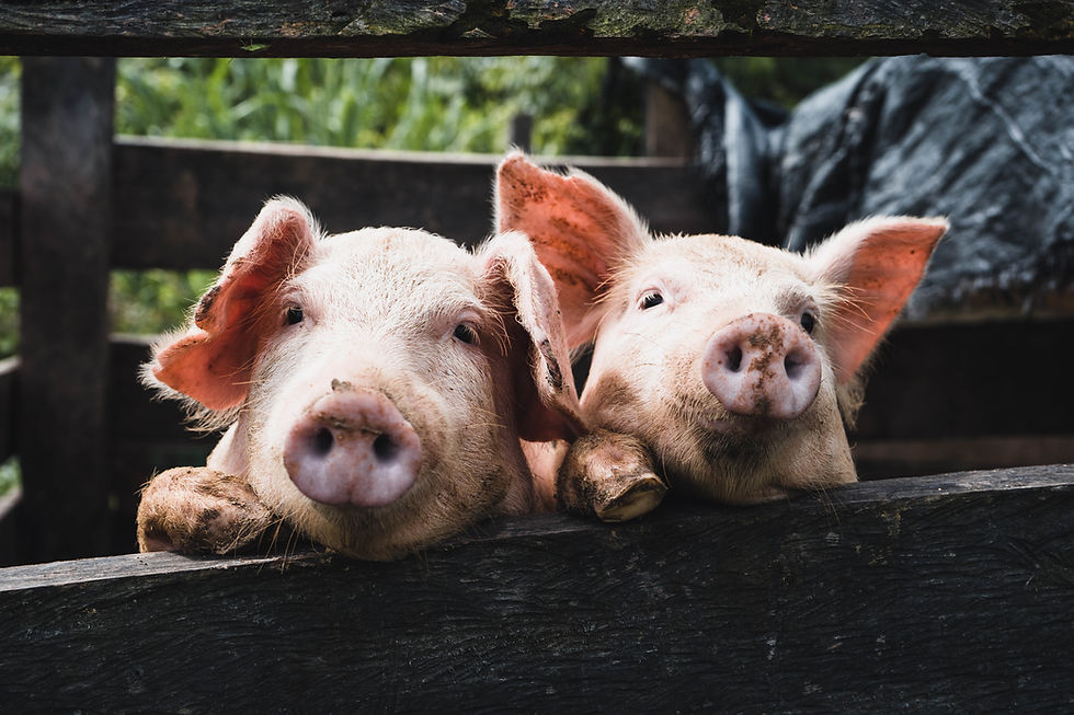 pigs in a pen, no blanket