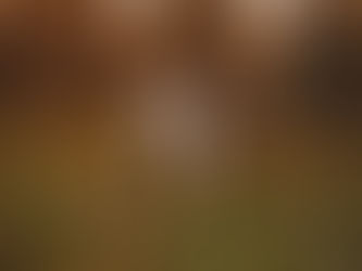 Mengenal Anjing Bulldog, Si Cerdas Penjaga Keamanan 