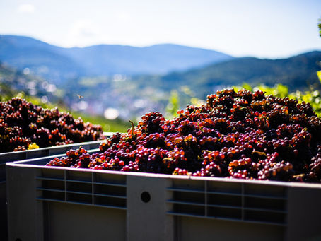 Veja como aproveitar a festa da uva e do vinho em Vinhedo!