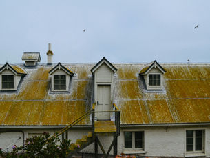 shingle, shingle roofing, shingles on roof, shingle option, roofing, roofer, roofing contractor, craig gouker roofing