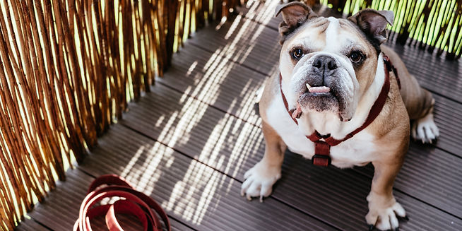 Airplane Wing_edited_edited.png