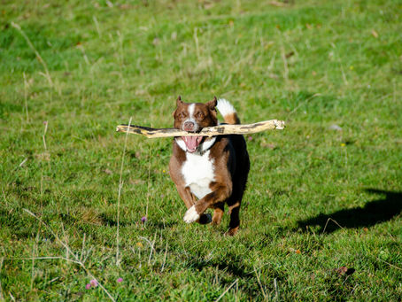 Playtime for Pups: Fun and Interactive Brain Games to Keep Your Dog Mentally Sharp