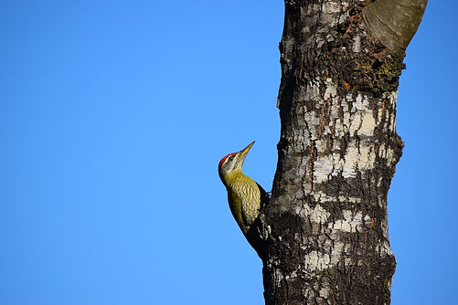 Image by Srinivasan Venkataraman