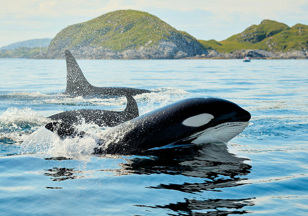 Orcas in Norway