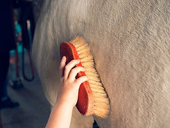 Pferd wird gepflegt