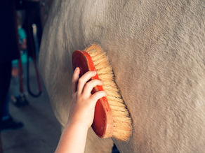 Could Daily Grooming Improve Your Horse’s Fascia and Performance?